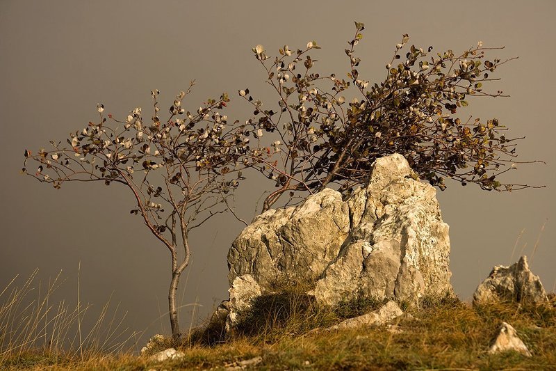 туман, солнце, пейзаж, дерево, камень Тума и солнце фото превью
