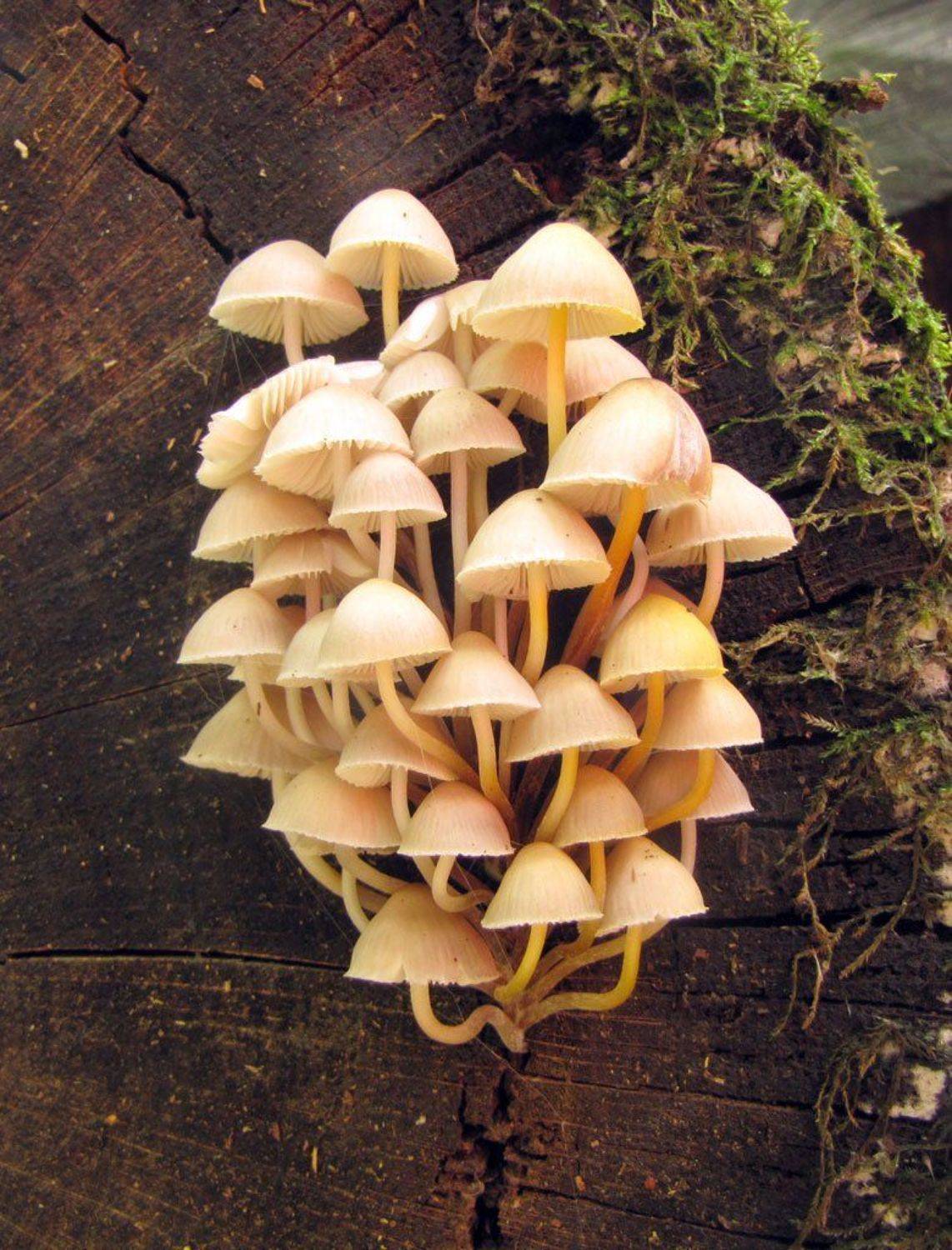 грибы, пень, осень, парк, Юрий Соколков