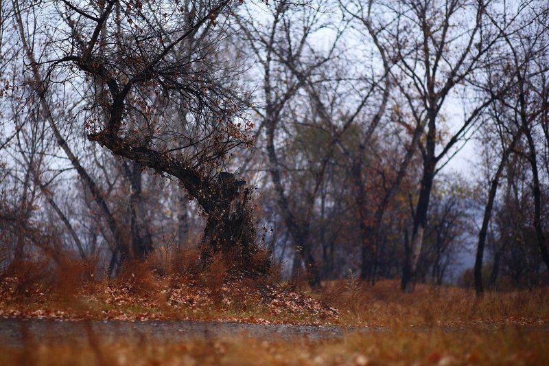 Осеннийбал фото превью