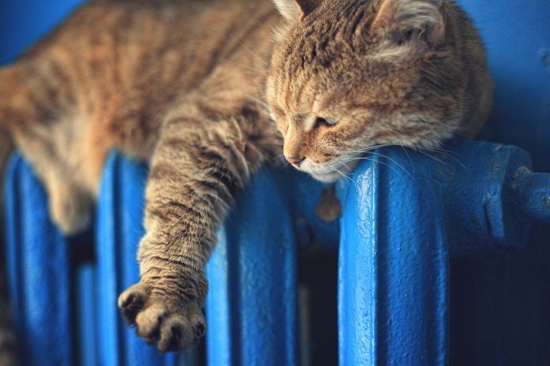 NIKA... фото превью