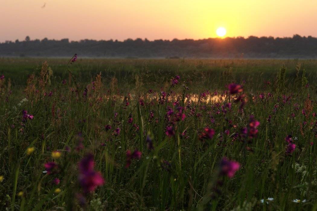 козлов артур, закат, луг, цветы, пейзаж, Kozlov Artur