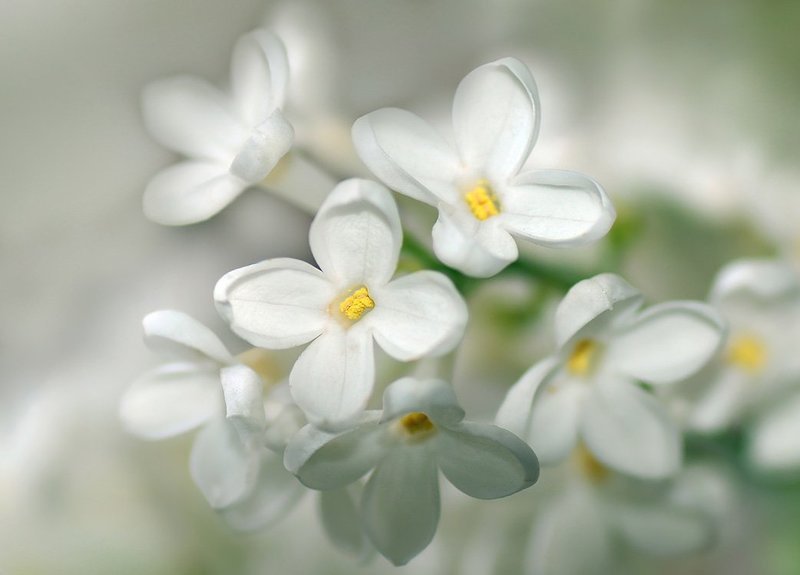 нежность весны фото превью