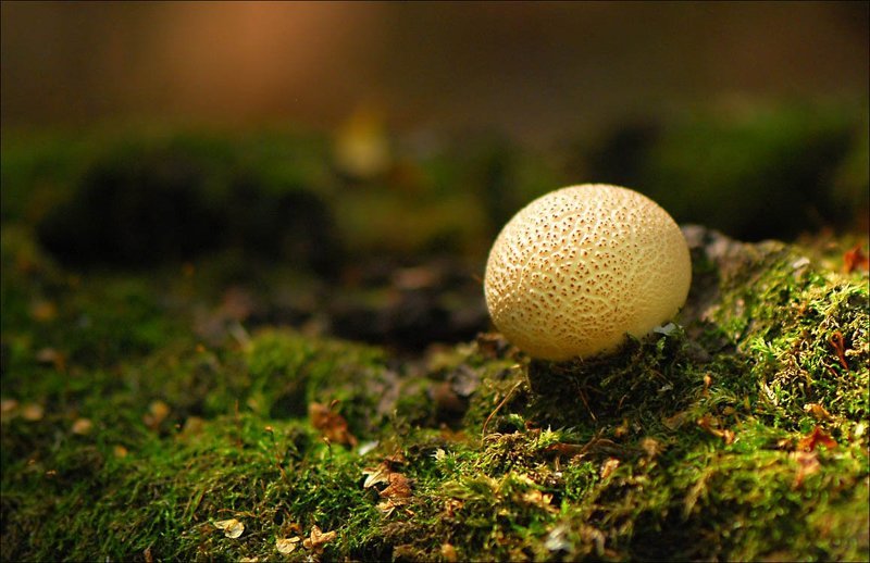 лесной лошарик фото превью