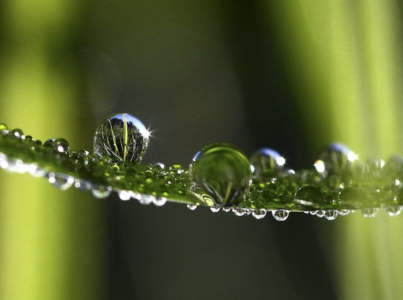 роса, утро, трава За кулисами фото превью