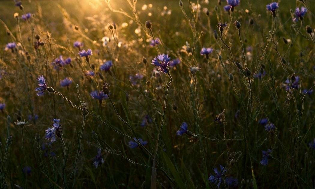 козлов артур, цветы, васильки, поле, луг, Kozlov Artur