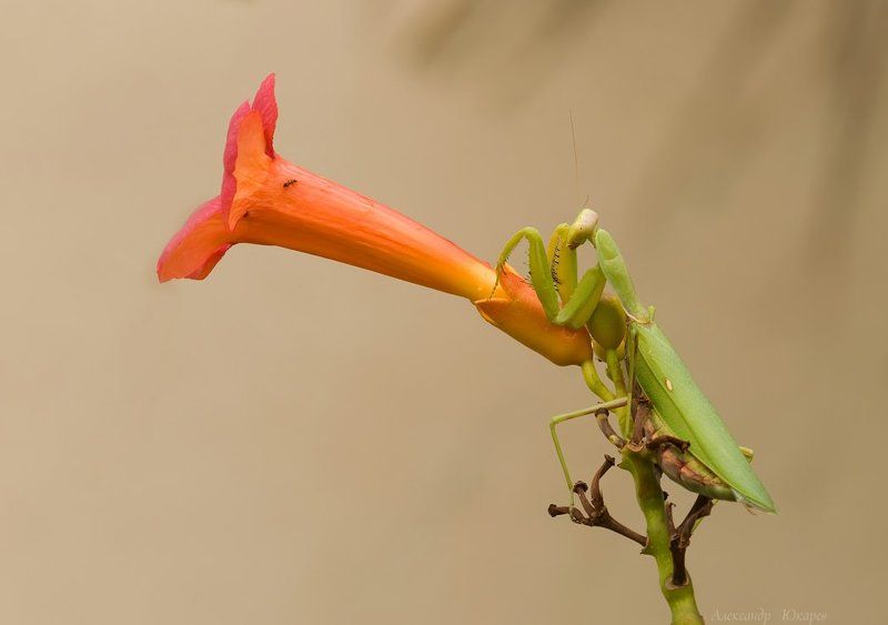 Старый граммофон фото превью