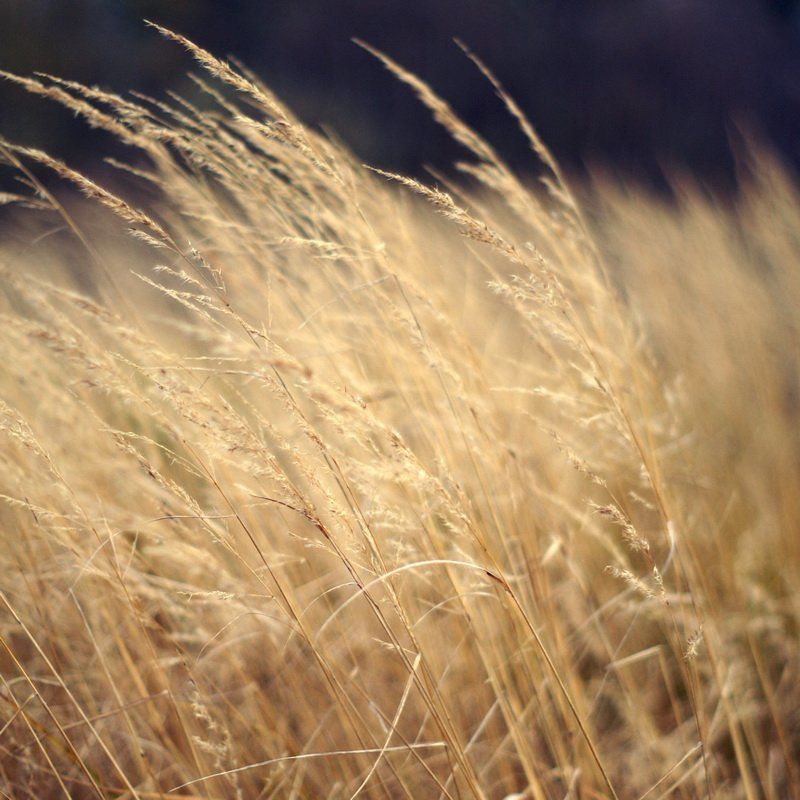 Сухие фото превью