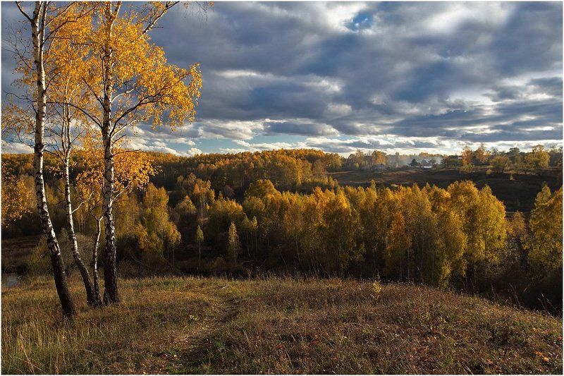 осень, березы *** фото превью