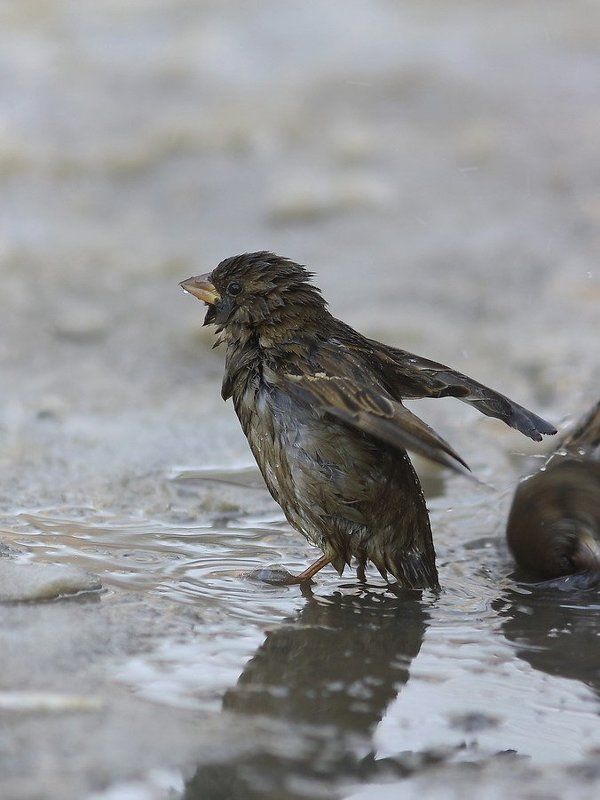 воробей почти пингвин фото превью