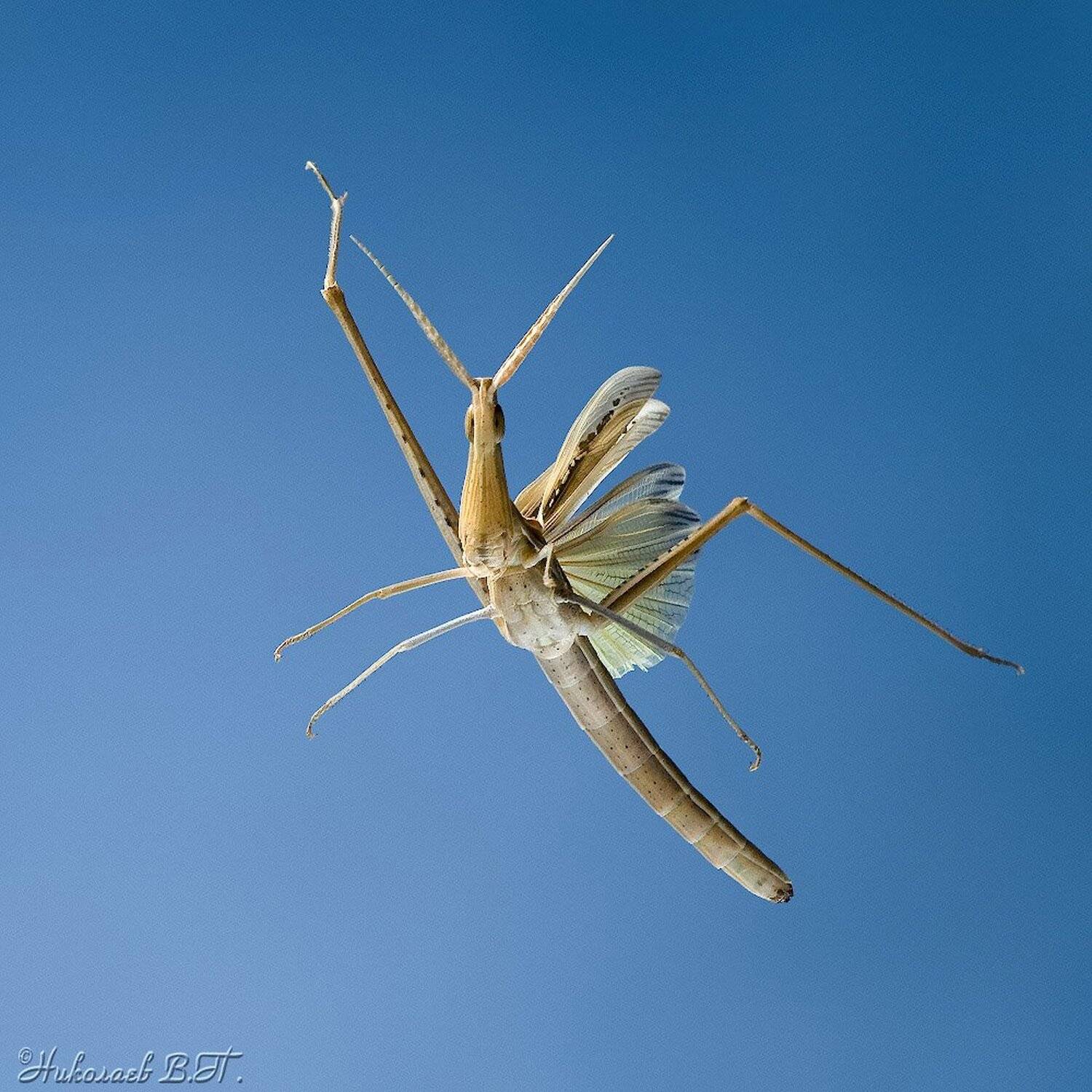 акрида, полет, марафонец, Валерий Николаев (Petrovich)