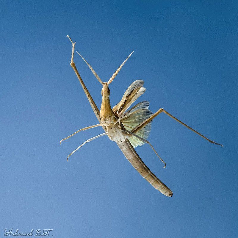 акрида, полет, марафонец Марафонец фото превью