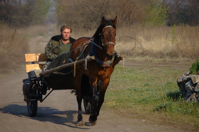 лошадь, повозка рысью... фото превью
