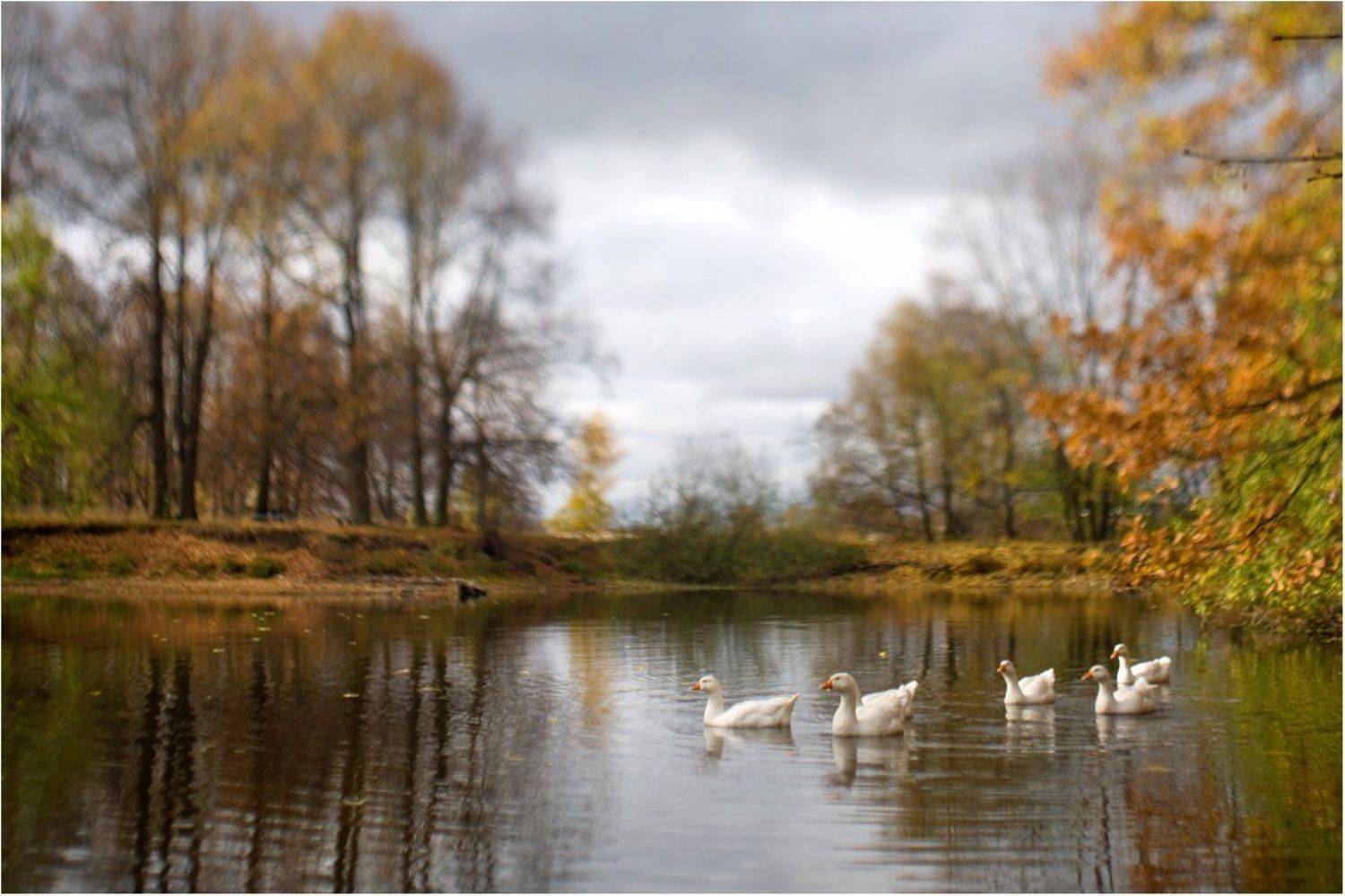 гуси-лебеди, Сергей Шанин