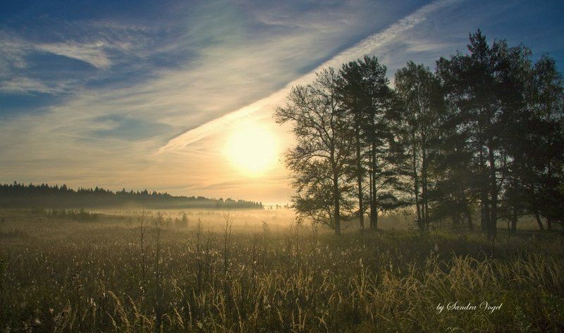 утро, туман Morning фото превью