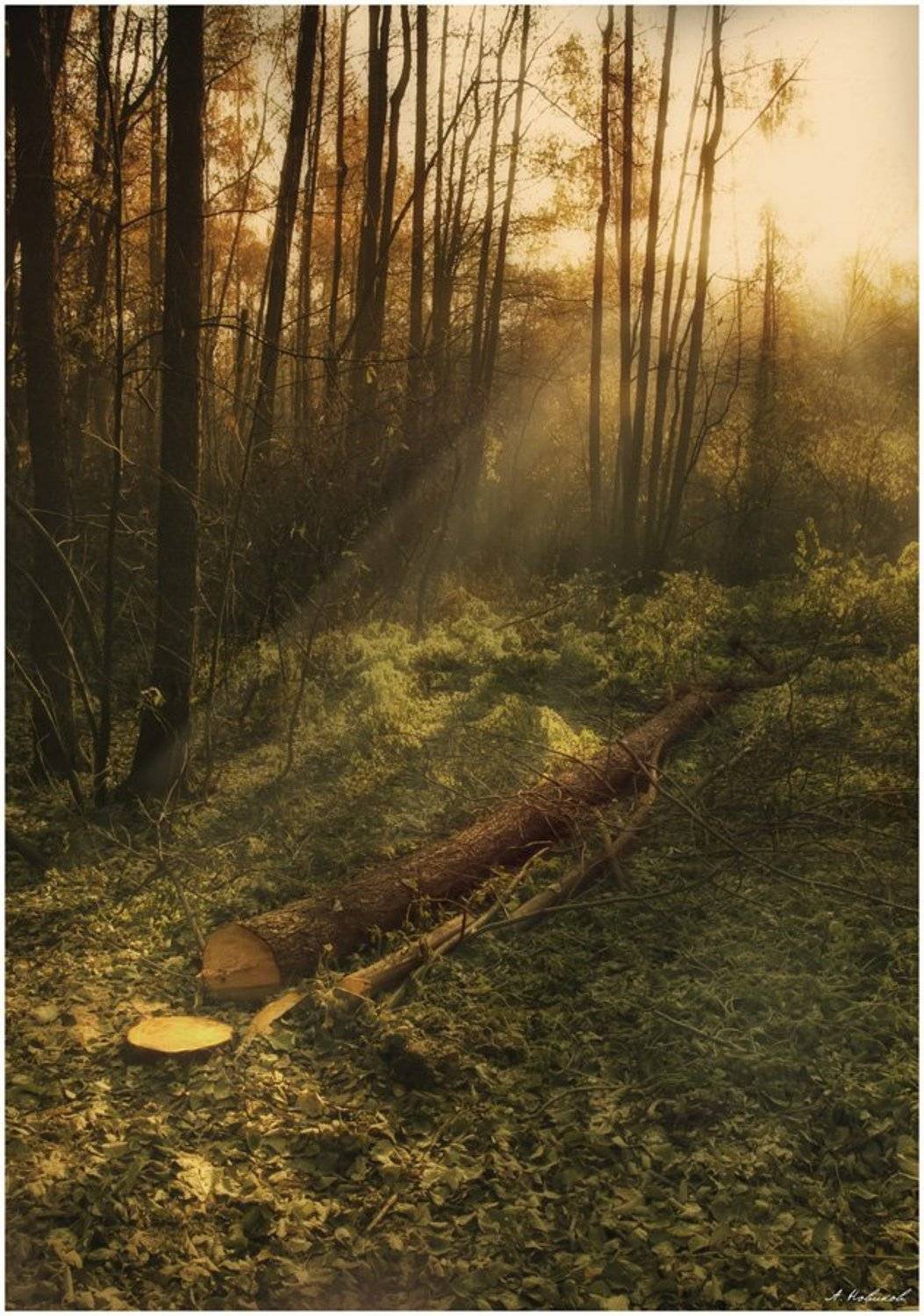 , Алексей Новиков