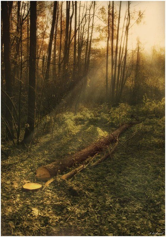 В Измайловском лесу фото превью