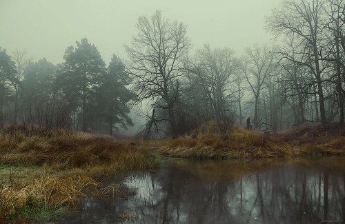 Дубы - колдуны.