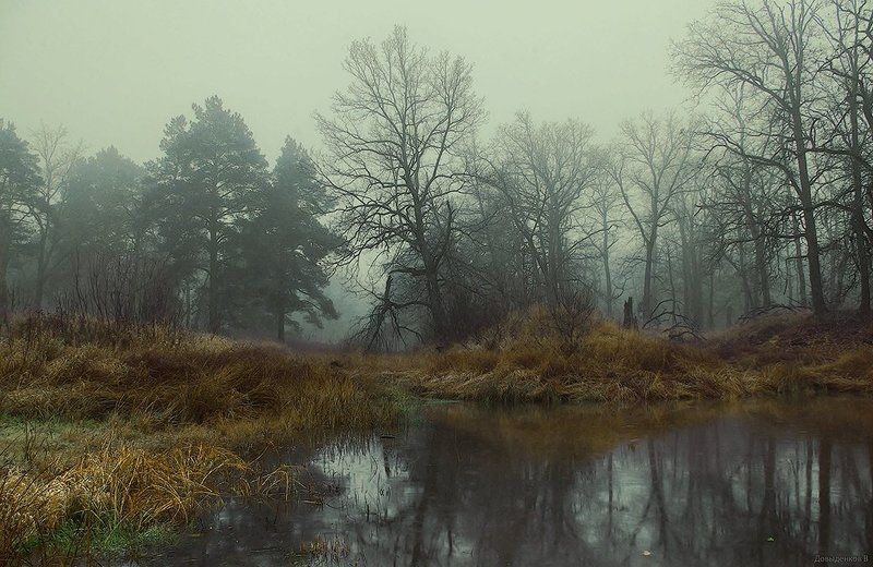 осень, дубы, болото Дубы - колдуны. фото превью