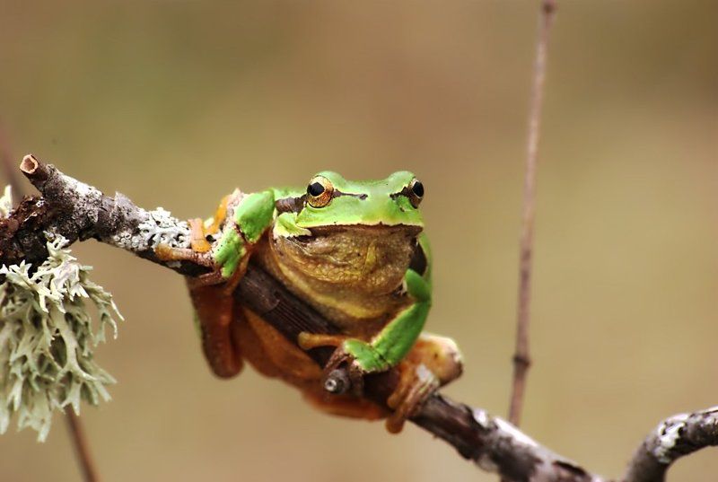 лягушка, квакша, земноводное, природа Tree-frog(квакша) фото превью