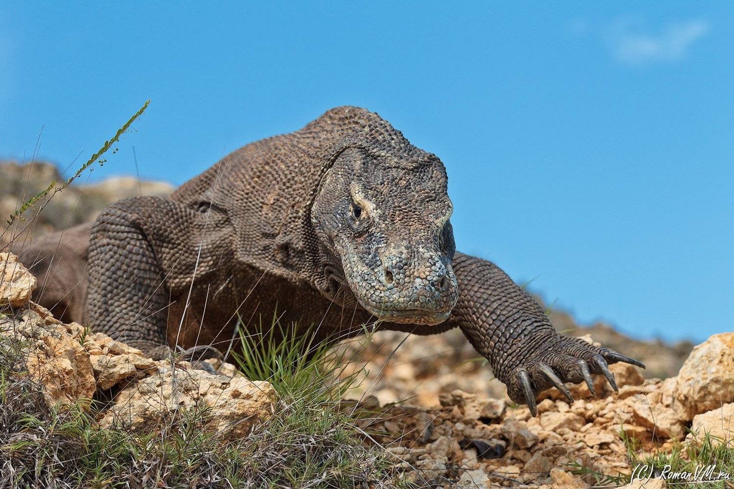 индонезия, варан, дракон, тропики, комоды, Роман Мурушкин