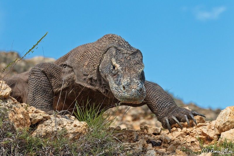 индонезия, варан, дракон, тропики, комоды Вездеход. фото превью