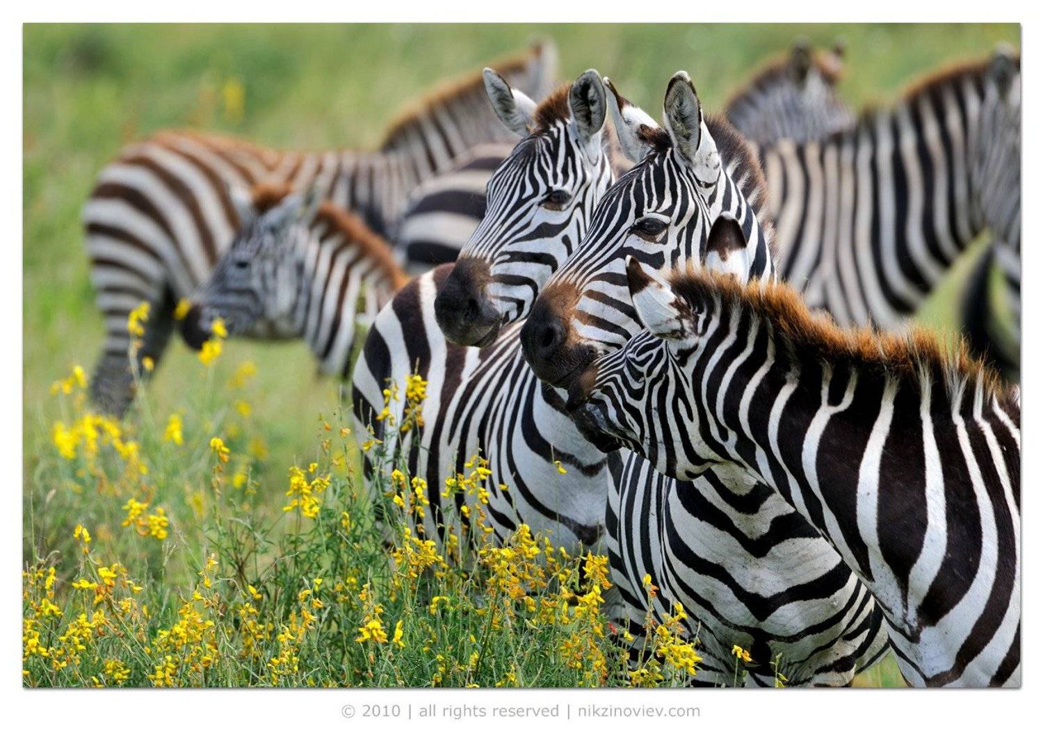 африка, серенгети, зебры, николай, зиновьев, Николай Зиновьев