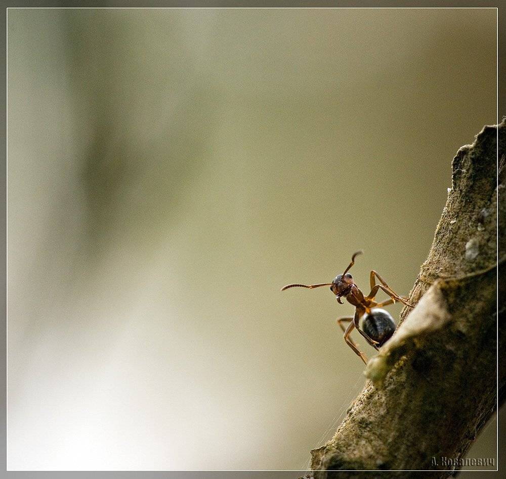 муравей, Ковалевич А.