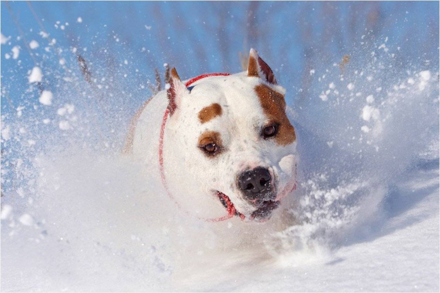 Собака, Илья Бармин