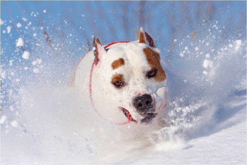 Собака Снегоход фото превью