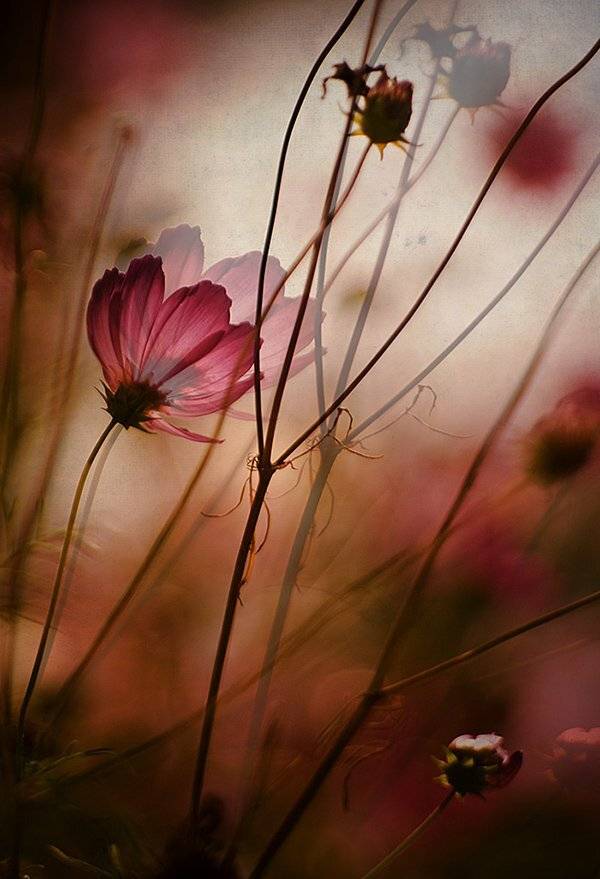 , Svetlana Bekyarova