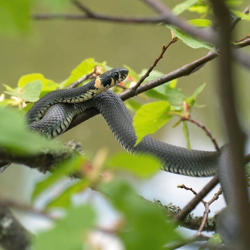 притаилась... фото превью