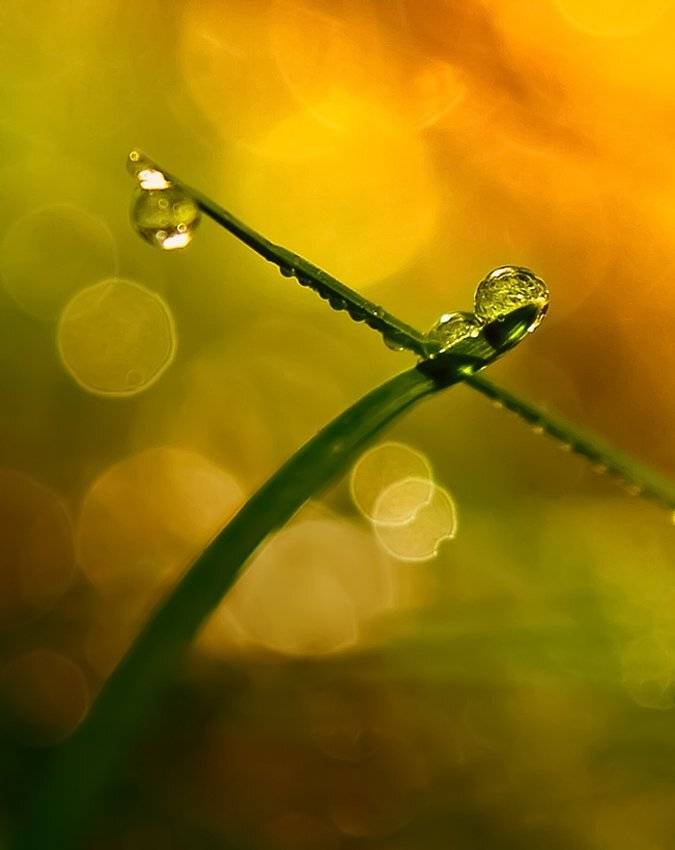 , Лана Тополева