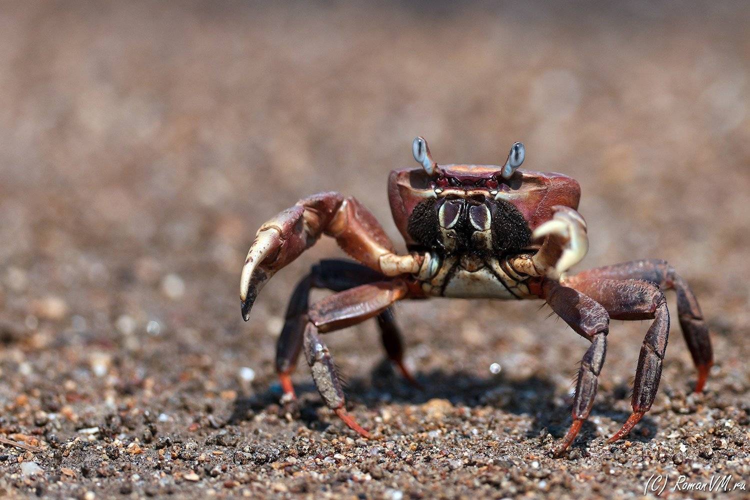 красный мангровый краб, индонезия, комоды, тропики, Роман Мурушкин