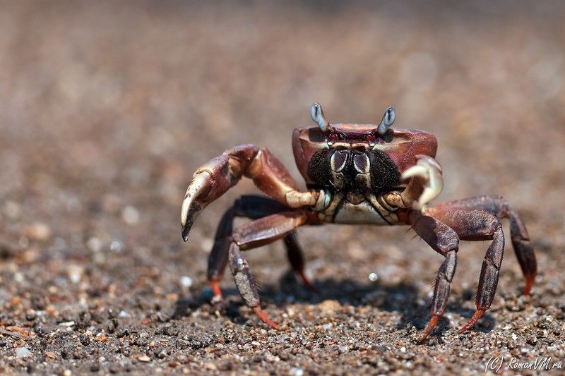 красный мангровый краб, индонезия, комоды, тропики Валл-И фото превью