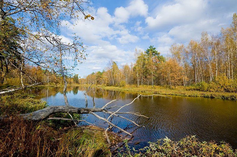 осень, озеро, окский заповедник, лес, отражения Серия \