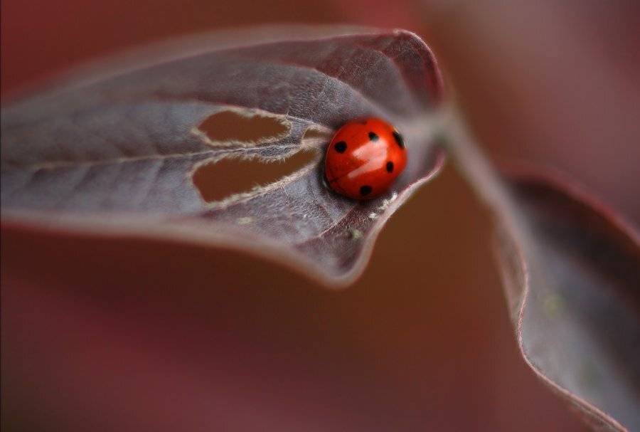 утро, коровка, осень, Петриченко Валерий