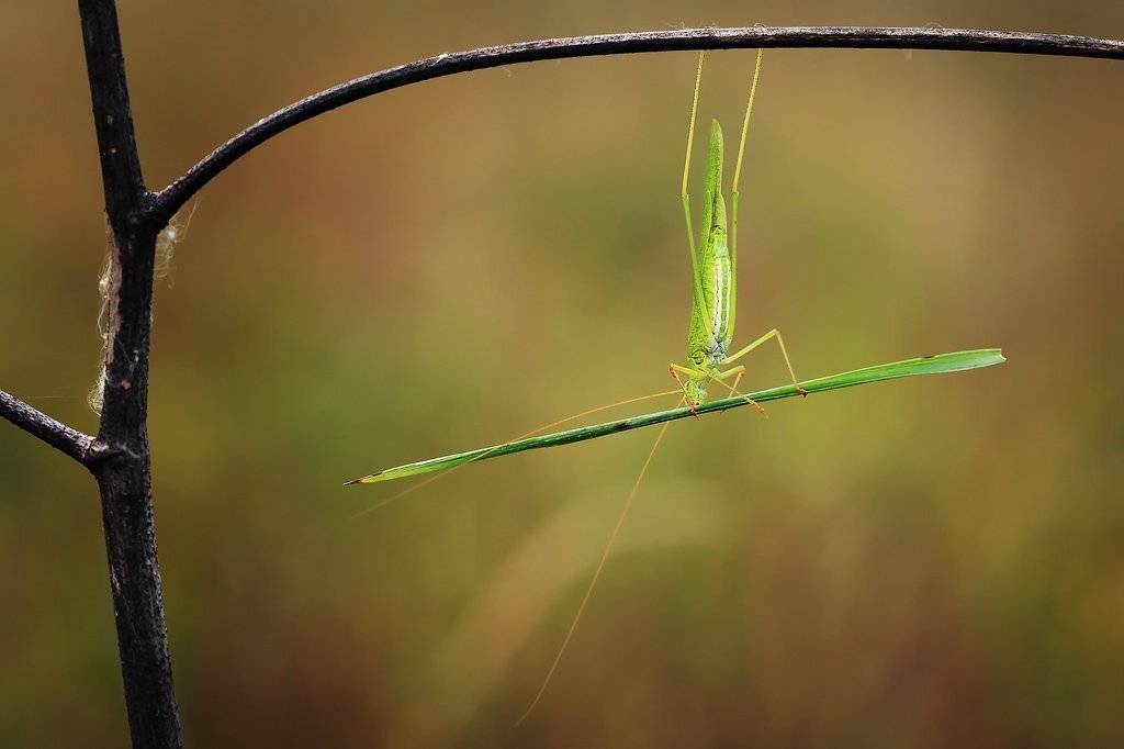 , Александр Аседач