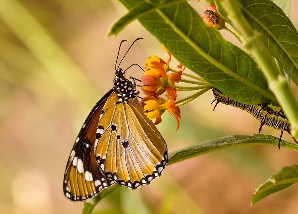 бабочка, Alena