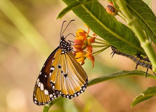 кто-то крадется