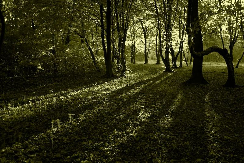 Когда я дремал в дремучем лесу фото превью