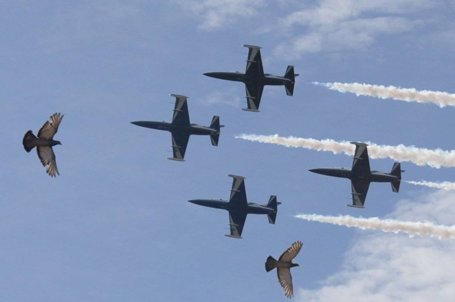 небо,самолет,голубь, Евгений Баранников