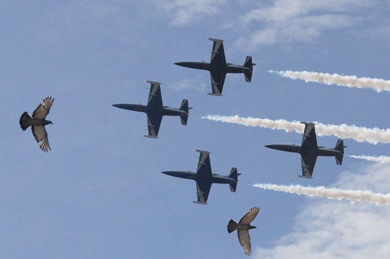 небо,самолет,голубь \