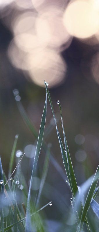 Розовое утро фото превью