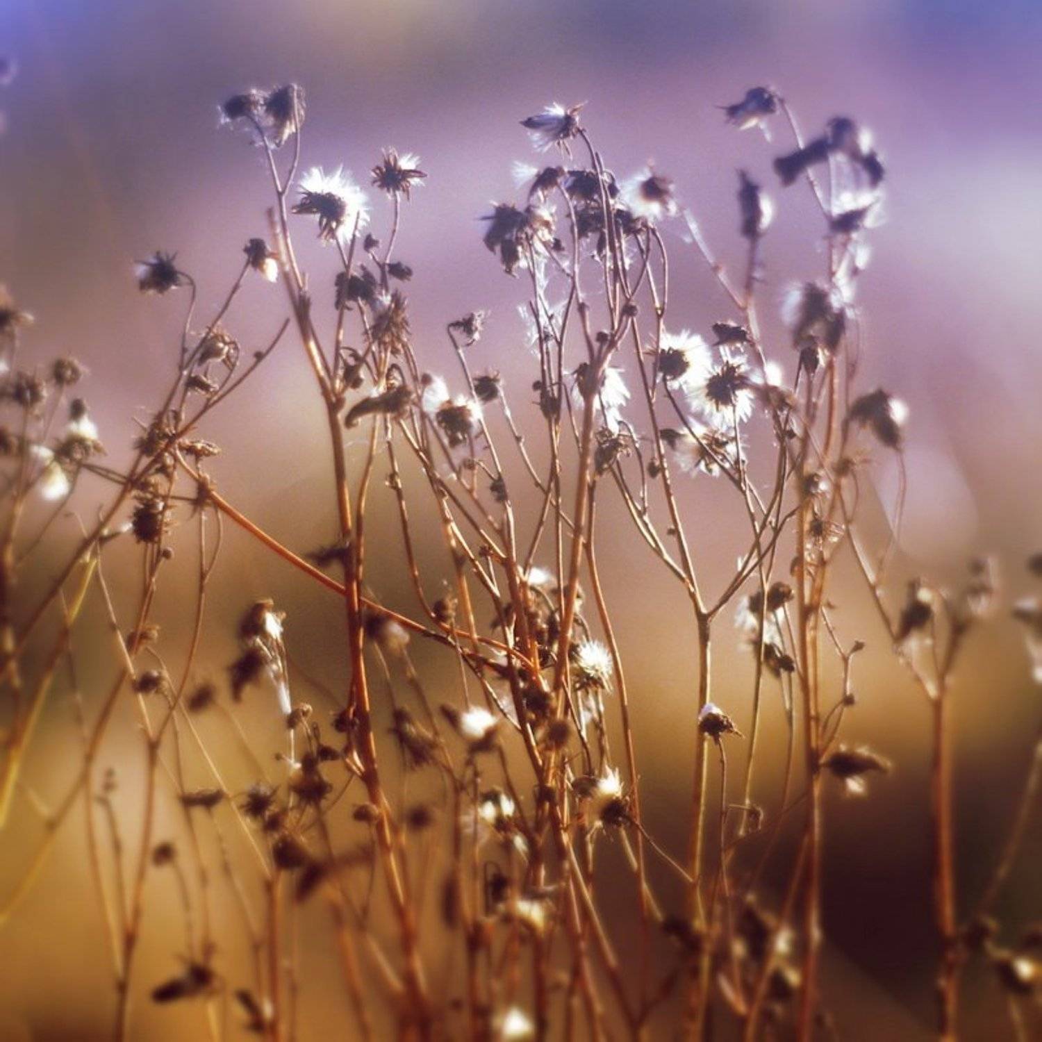 , Светлана Ястребова