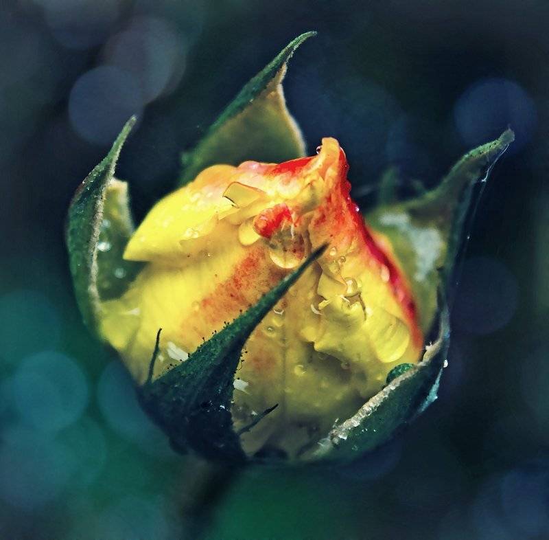 , Лана Тополева