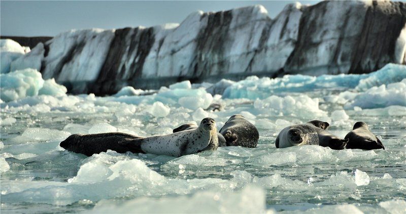 * фото превью