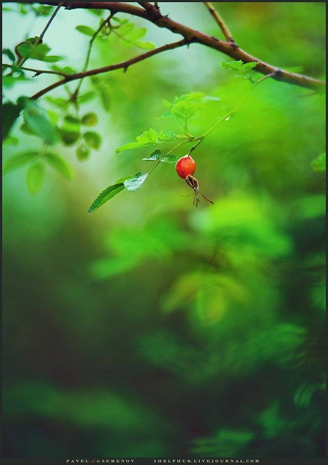 shelphur, осень, шиповник, розы, shelphur