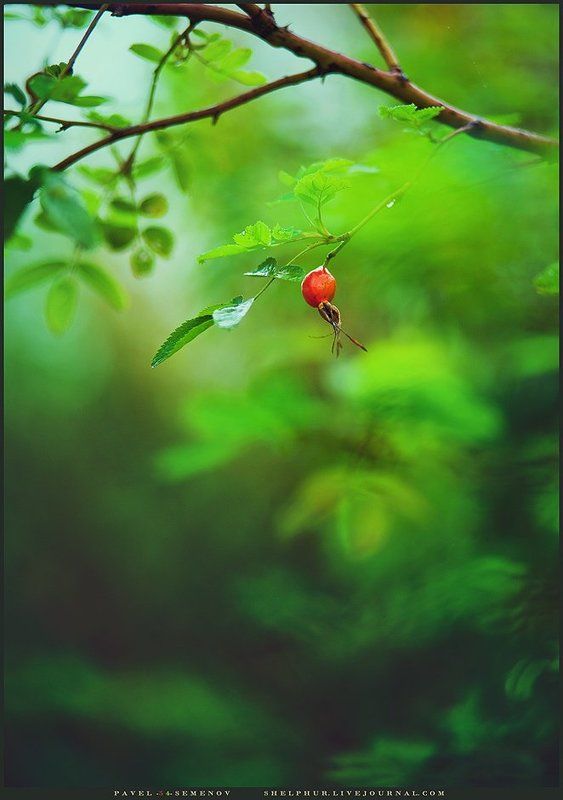 shelphur, осень, шиповник, розы Осенние запасы фото превью