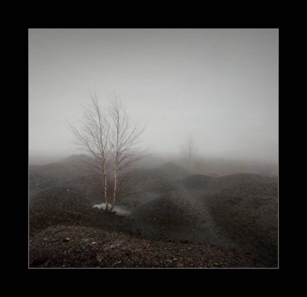 осень,террикон, шахта, туман, берёзка, Петриченко Валерий