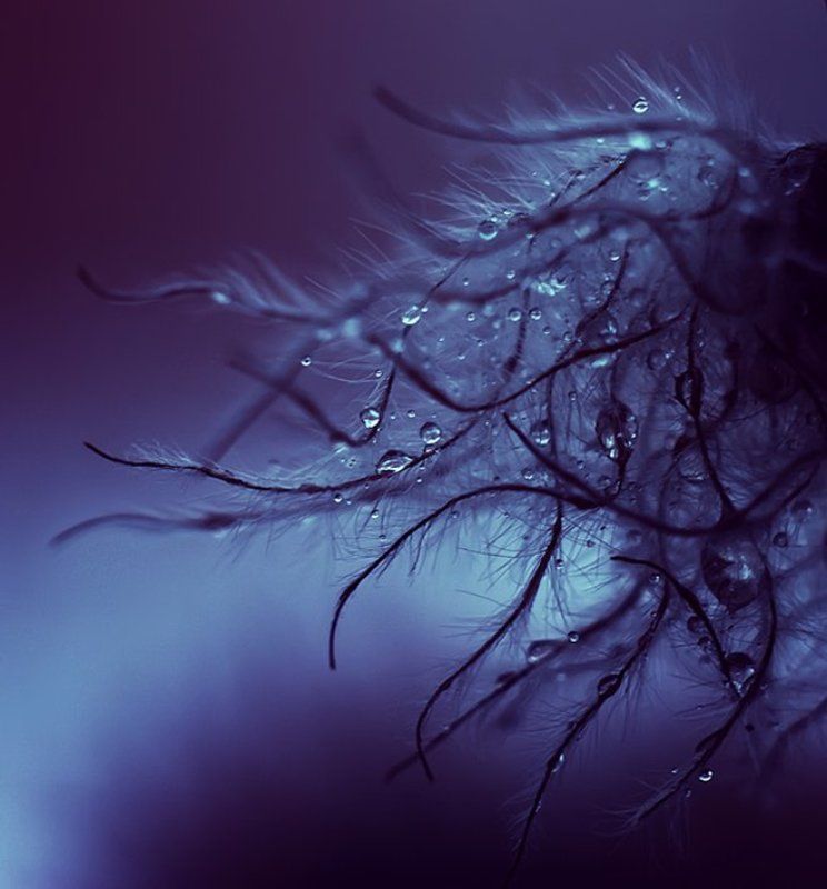 nebula фото превью